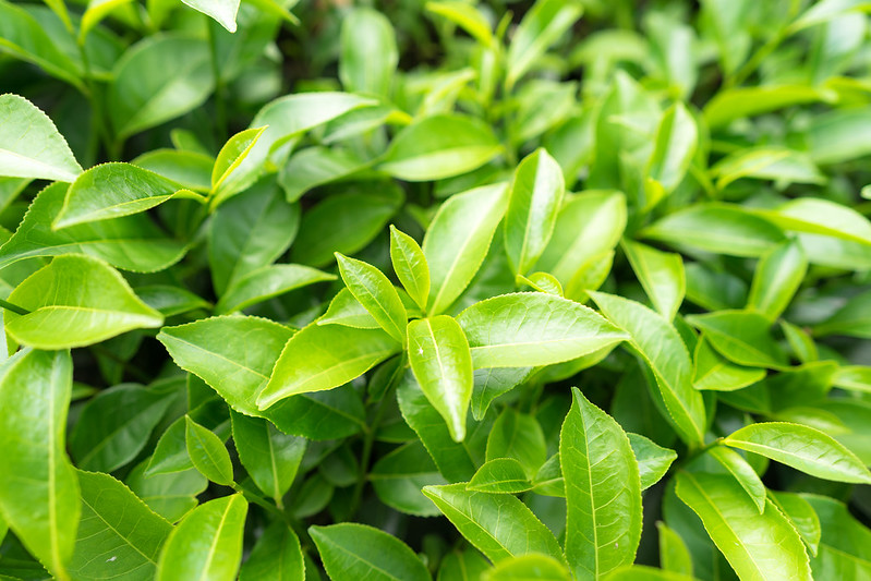 Green tea leaves