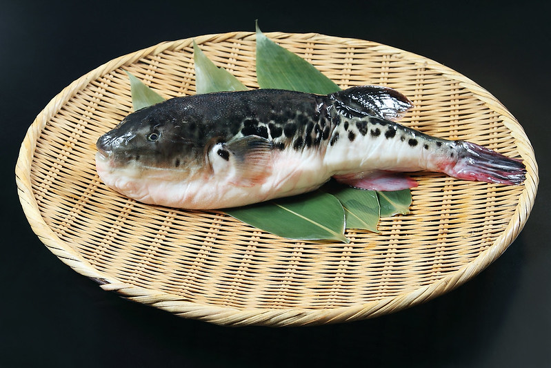 Japanese Fugu Fish (Puffer Fish)