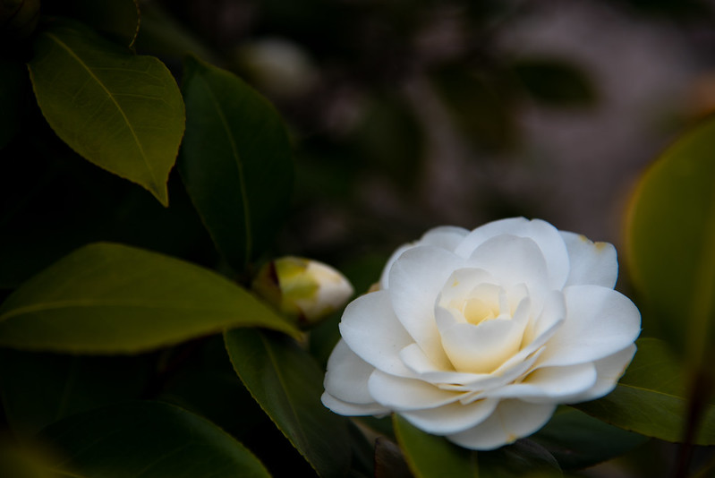 Camellia Japonica