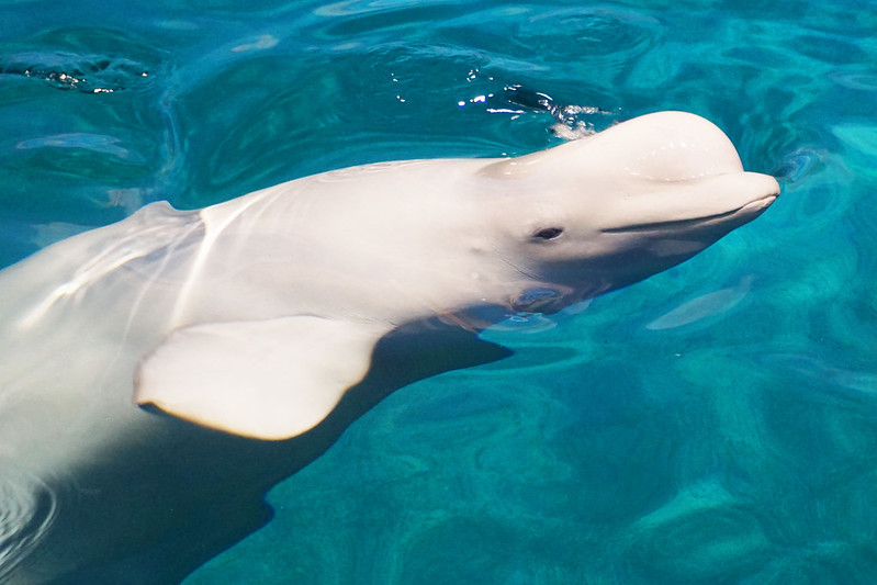 Beluga Whale