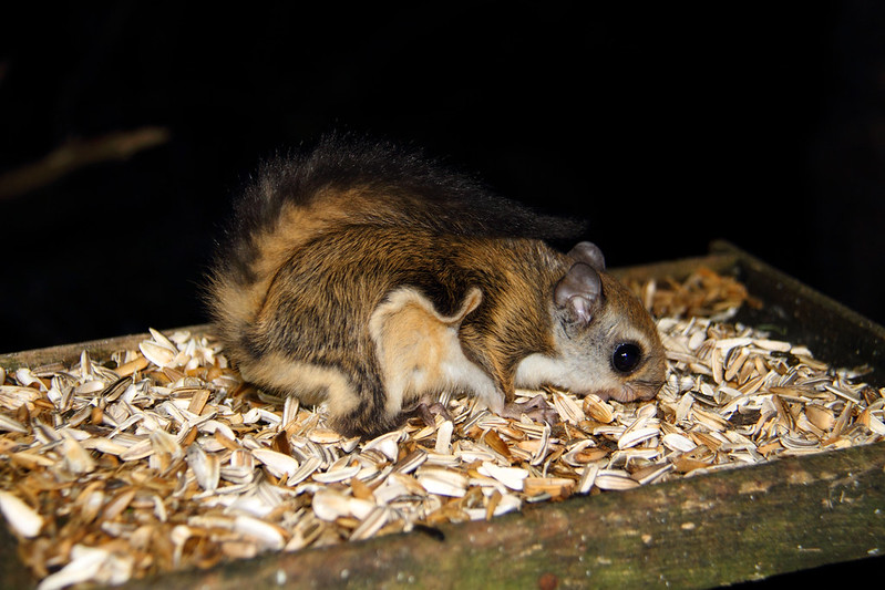Japanese dwarf flying squirrel
