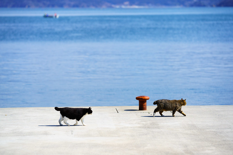 Tashirojima island
