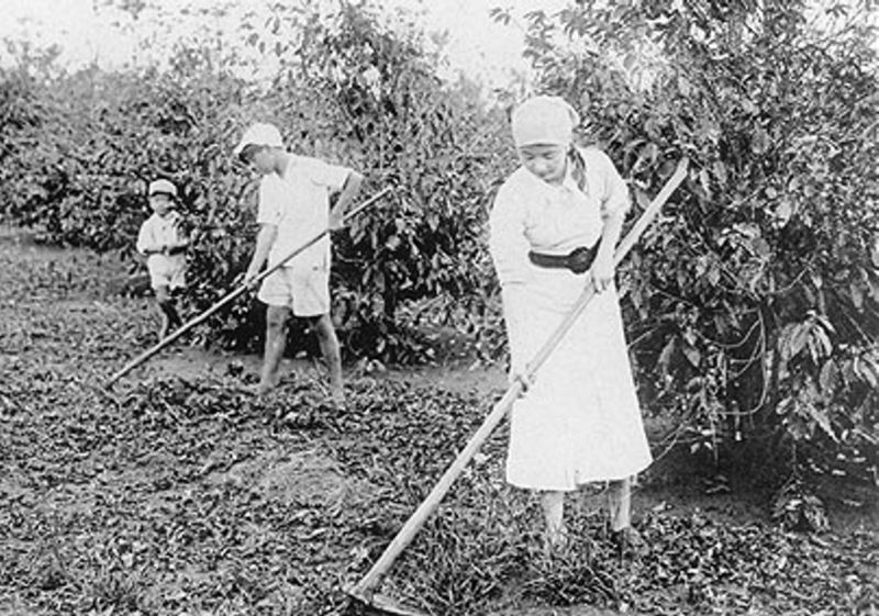 Japanese immigrants working in coffee plantation. circa 1930.