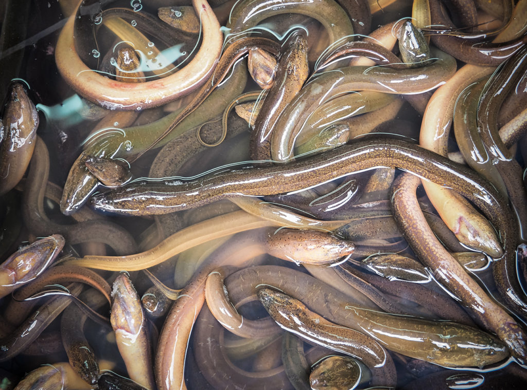 Eels ready for cooking.