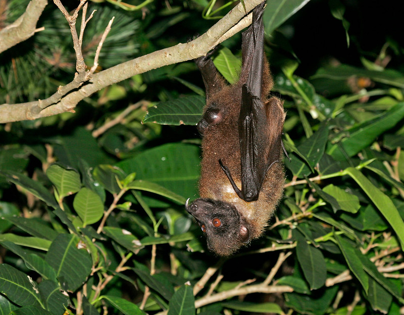 Ryukyu flying fox