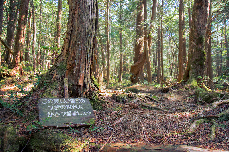 Aokigahara