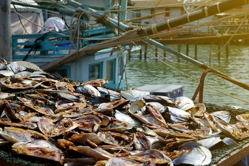 Dried fish in the port area