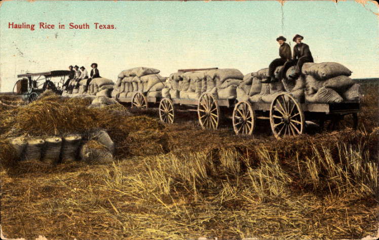 Hauling rice in South Texas.