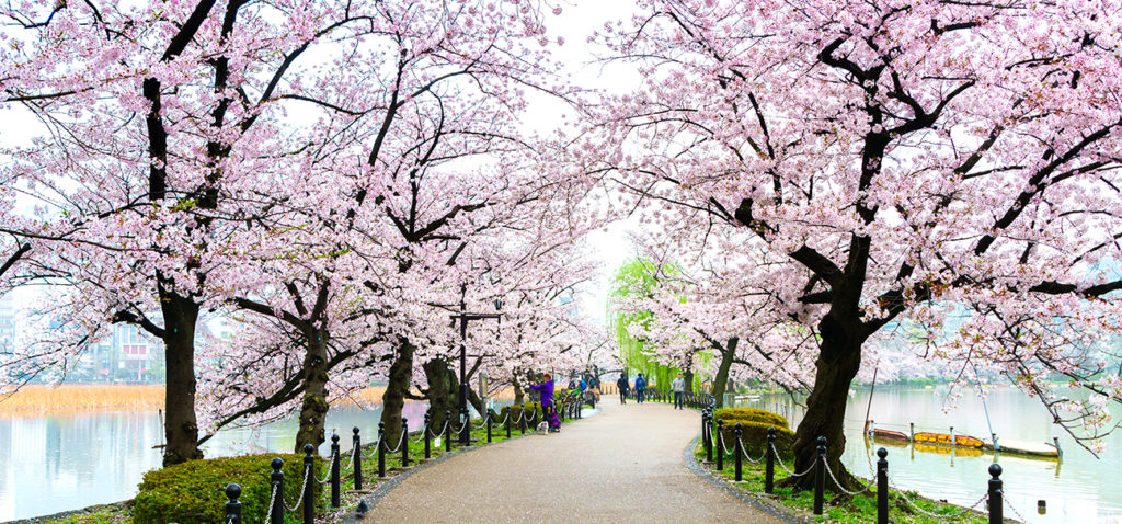 Tokyo in spring