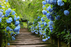 Hydrangea in Kamakura